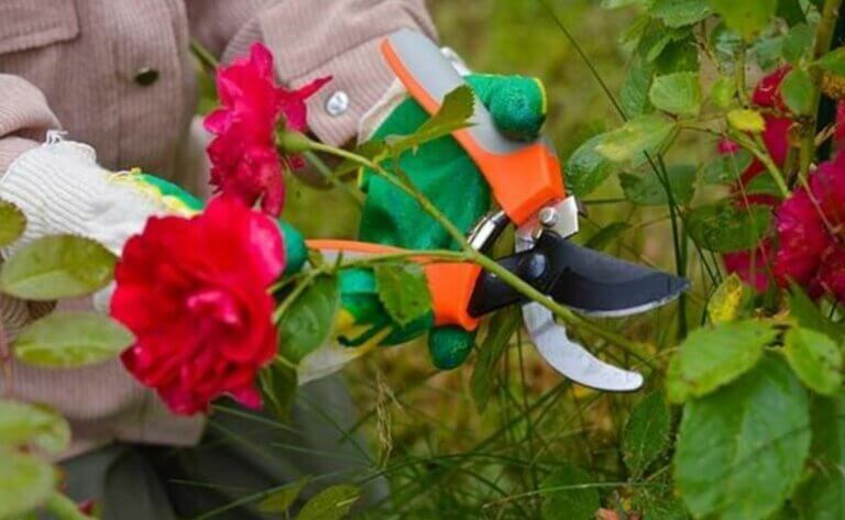 Nos 5 meilleurs conseils pour bien réussir la taille des rosiers en novembre