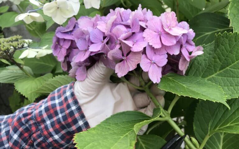 Quand et comment tailler vos hortensias pour une floraison magnifique ?