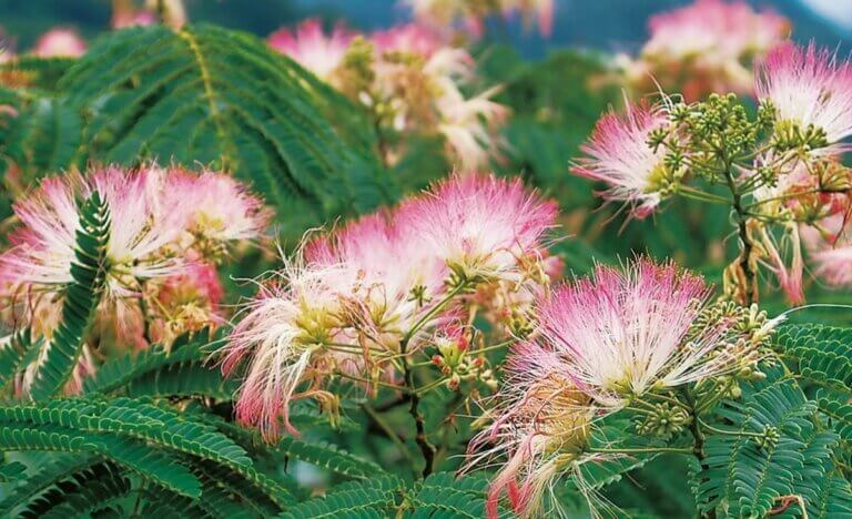 Les inconvénients de l&rsquo;albizia : Comment gérer cette espèce dans votre jardin
