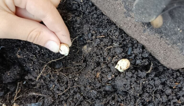 Quels légumes semer en intérieur et en extérieur (sous protection) dans un potager en janvier ?