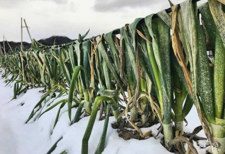 5 légumes que l&rsquo;on peut planter au potager en décembre si le sol le permet