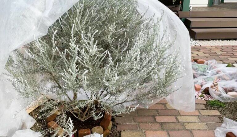 Ces 5 conseils pratiques vous aideront à protéger votre jardin du gel hivernal