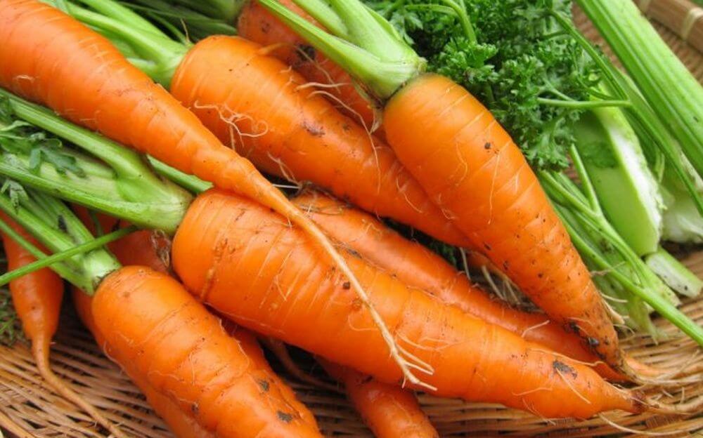 carottes potager