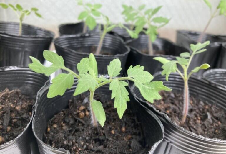 Quand démarrer les semis des tomates pour une saison réussie en 2024