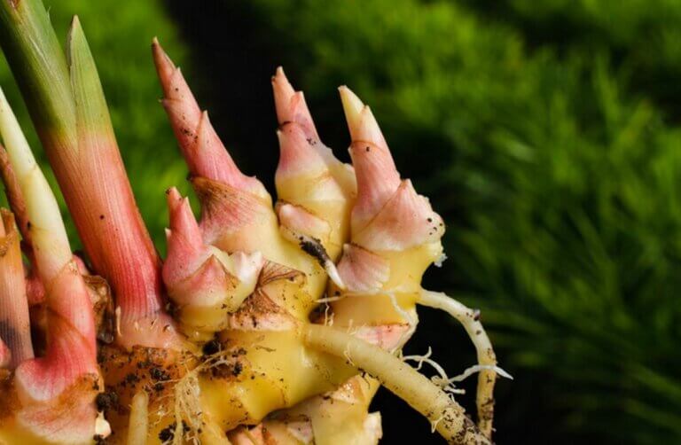 Comment bouturer du gingembre pour le faire pousser dans son jardin