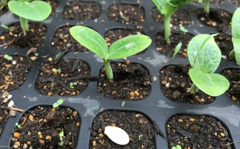 Quand démarrer les semis des courgettes en godet pour avoir une récolte abondante dès le printemps
