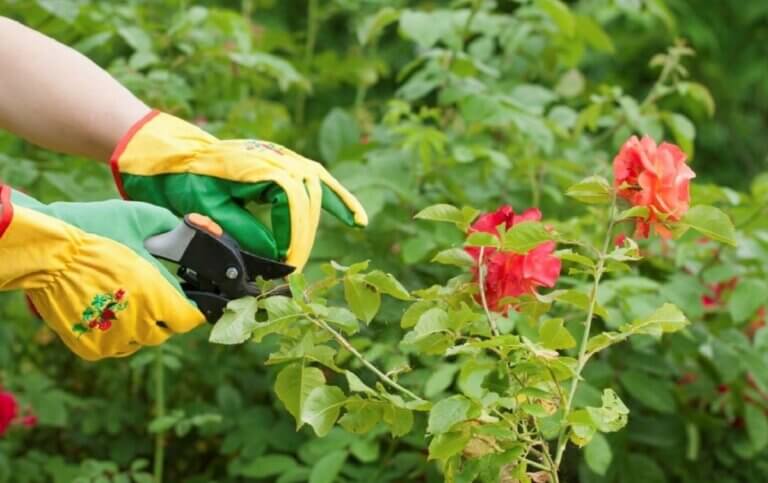 Quand et comment tailler les rosiers pour une floraison abondante : Guide pratique et saisonnier