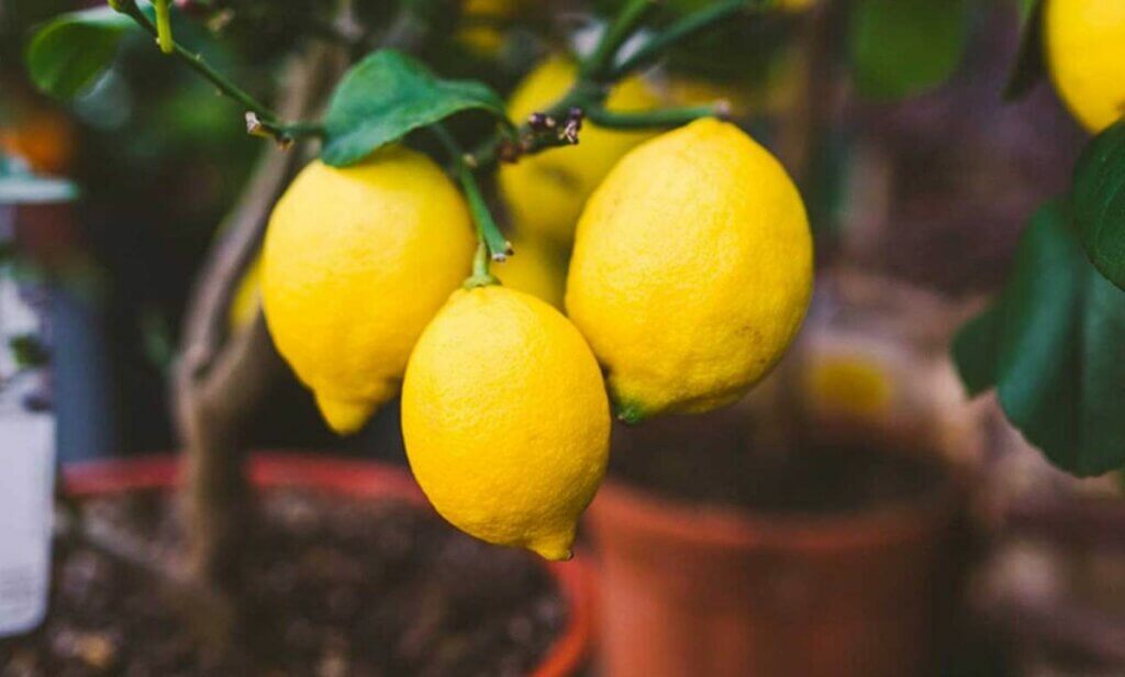 citronnier en pot avec des citrons