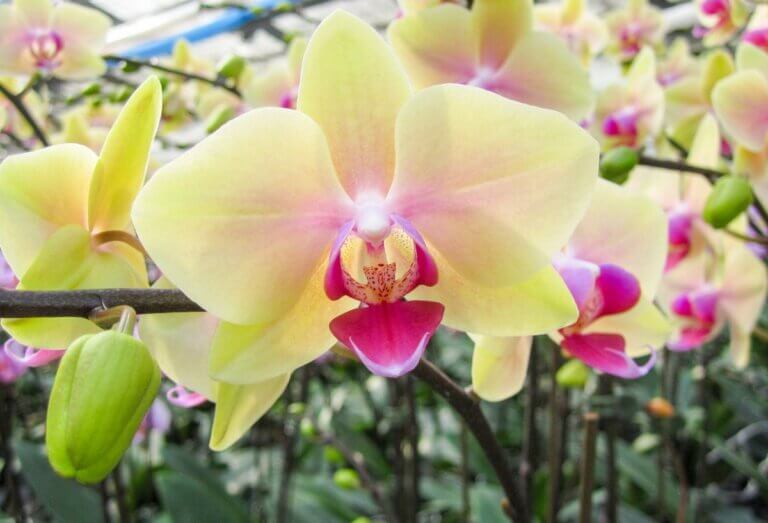 5 astuces pour faire durer plus longtemps les fleurs de vos Orchidées