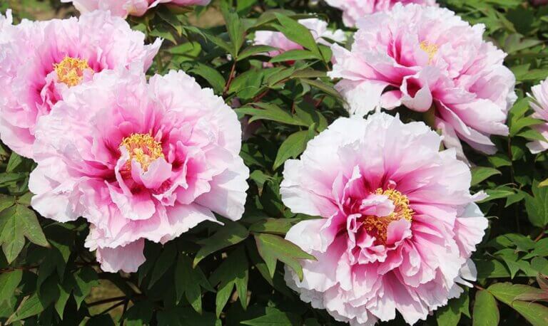 5 astuces de jardinier pour maximiser la floraison de vos pivoines ce printemps