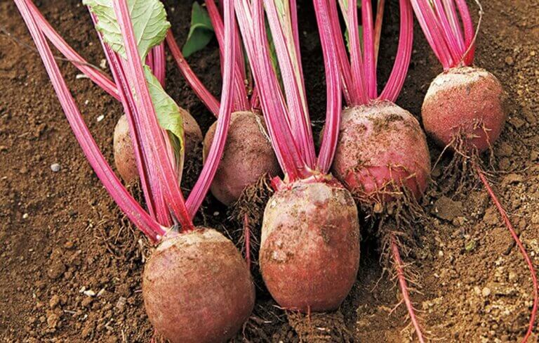 Quand et comment planter les betteraves pour des récoltes abondantes au potager