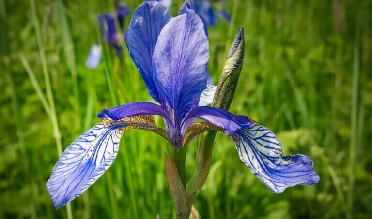 5 conseils essentiels pour une floraison spectaculaire de vos iris tous les ans