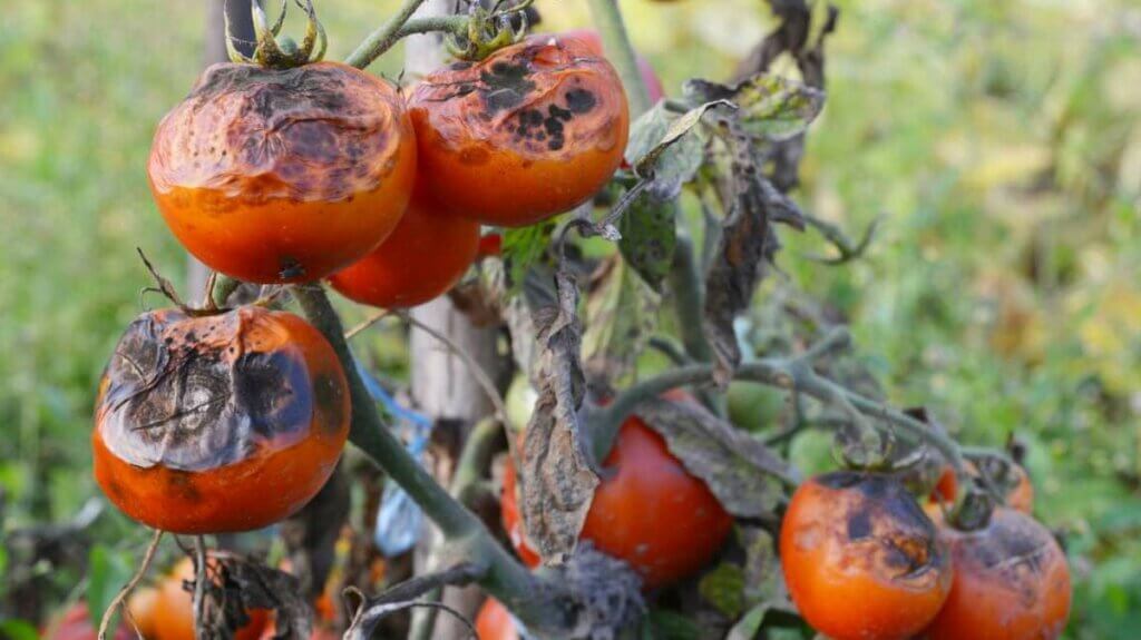 mildiou tomates photo