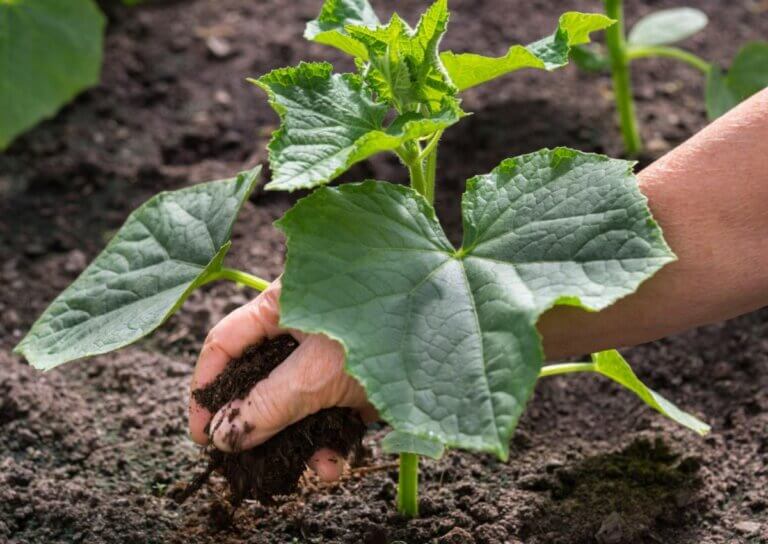 10 légumes à planter avant la fin du mois d&rsquo;avril pour un potager durable et productif