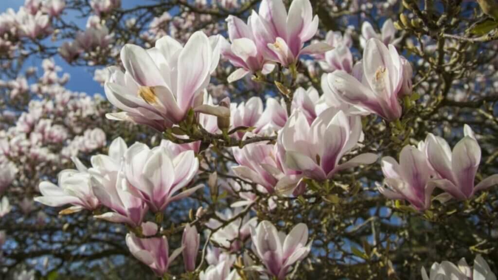 quand tailler un magnolia
