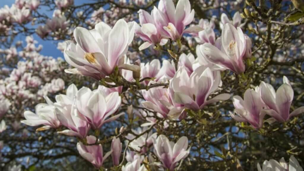 Quand et comment tailler un magnolia pour maximiser la floraison de cet arbre magnifique