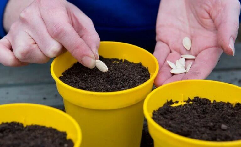 10 légumes à planter en avril au potager pour profiter de récoltes continues et savoureuses tout l&rsquo;été