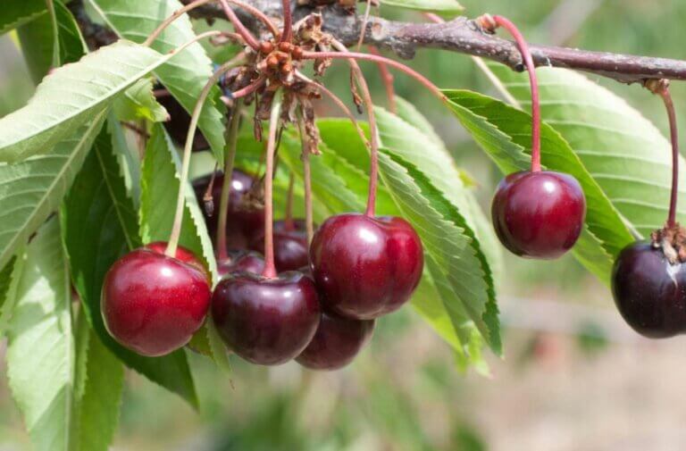 Faire pousser un cerisier à partir d&rsquo;un noyau de cerise : Guide pratique et étapes essentielles