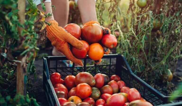 Les 8 légumes les plus rentables à faire pousser dans son potager pour une récolte abondante