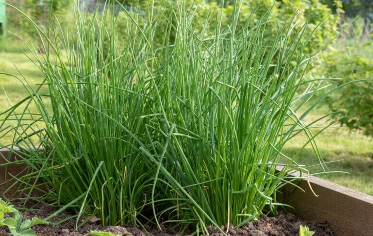 5 secrets pour faire pousser de la ciboulette dans son jardin potager : techniques et astuces d&rsquo;expert pour une récolte abondante