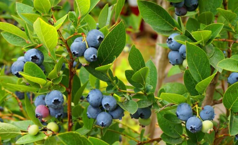 Quand et comment planter des myrtilles dans le jardin pour avoir des récoltes abondantes ?