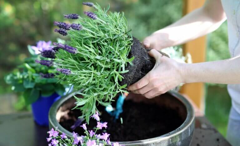 5 fleurs incontournables à planter en juin : Guide pratique pour un jardin éclatant