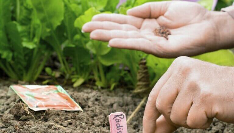 Quoi semer dans le potager à la mi-juin ? Guide incontournable pour des récoltes réussies