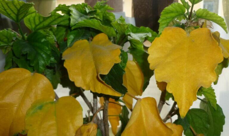 Pourquoi les feuilles de mon hibiscus jaunissent : nos solutions à ce problème courant