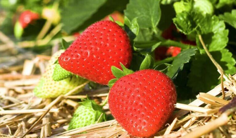 Quand planter des fraisiers : guide complet pour réussir vos futures récoltes de fraises