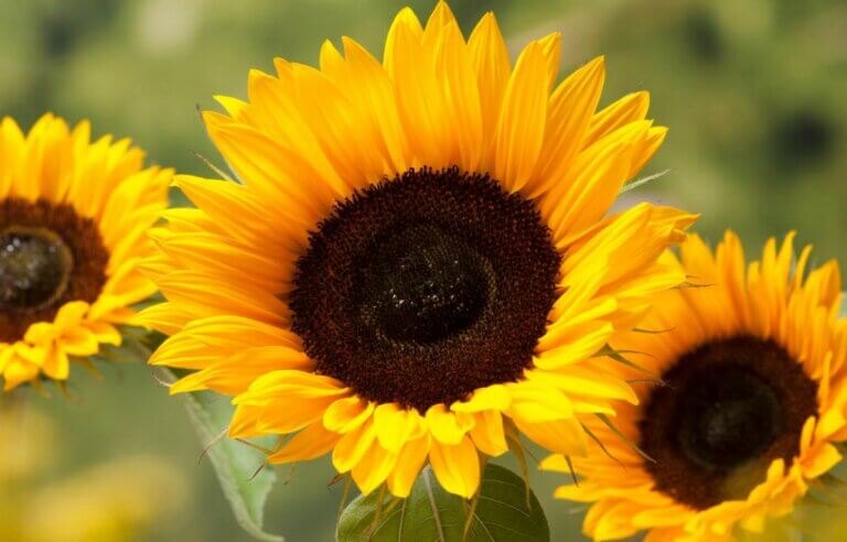 Quand planter des tournesols ? Guide complet pour avoir de belles et grandes fleurs de Tournesol dans son jardin
