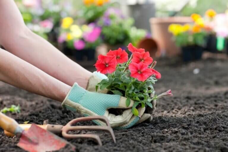 Bouturer les pétunias en août : guide pratique pour une propagation réussie