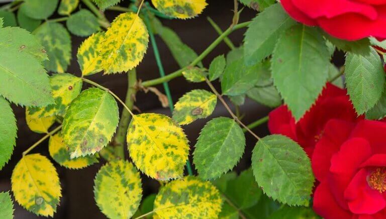 Pourquoi les feuilles de mes rosiers jaunissent : causes et solutions