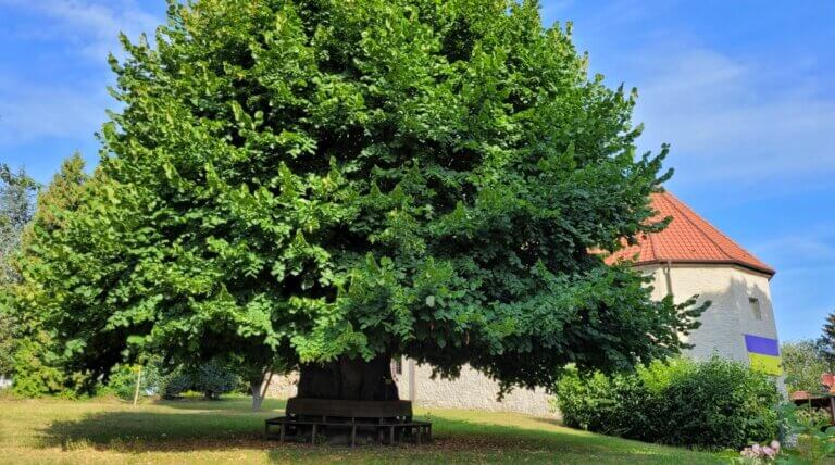 Les inconvénients du tilleul dans votre jardin : comment les gérer efficacement