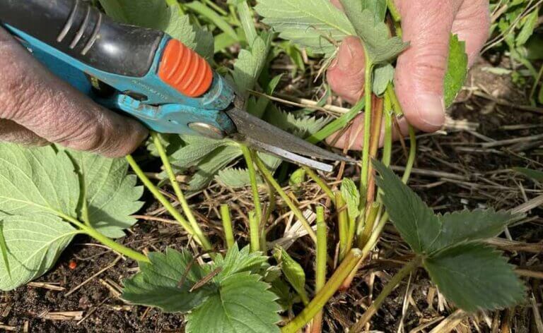 Bouturage des fraisiers : quand et comment réussir cette technique de jardinage ?