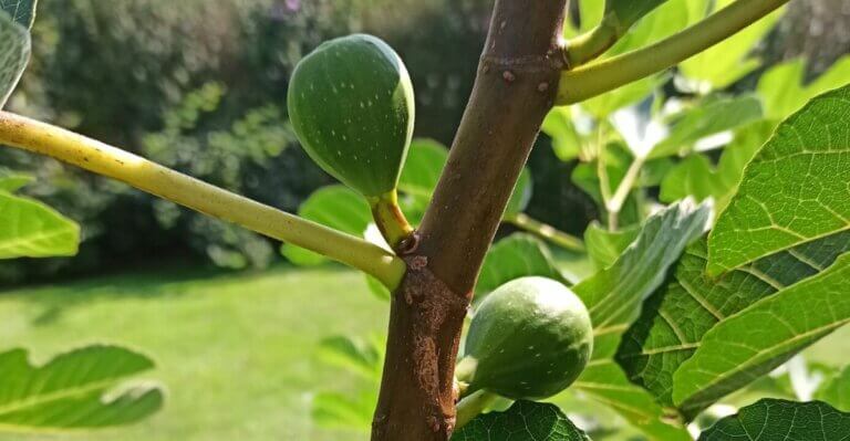 Pourquoi mes figues ne murissent pas : les raisons de leur maturation retardée et comment y remédier
