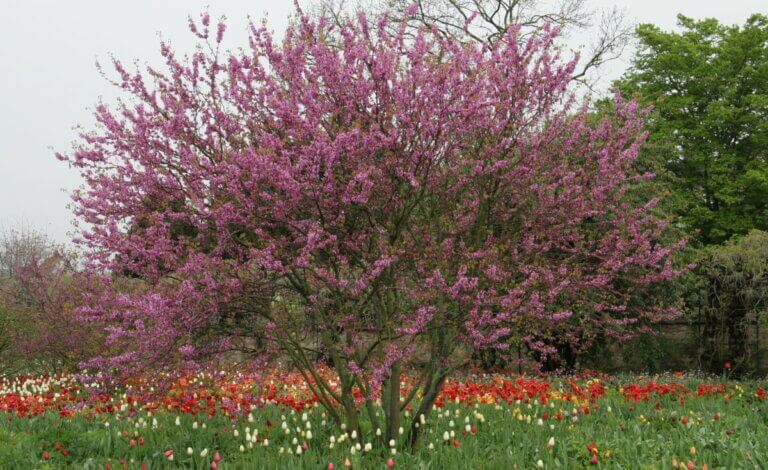 Inconvénients de l&rsquo;arbre de Judée : impacts environnementaux et considérations à connaître