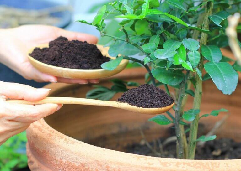 Marc de café pour les plantes : bienfaits et conseils d&rsquo;utilisation
