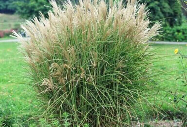 Miscanthus dans son jardin : les inconvénients à considérer avant de planter
