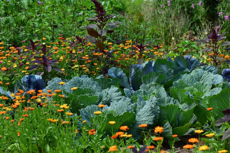 3 bonnes raisons d&rsquo;utiliser un filet anti-oiseaux pour protéger votre potager
