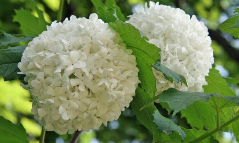 Viorne boule de neige pour un jardin fleuri toute l&rsquo;année : guide pratique pour entretenir vos plantes
