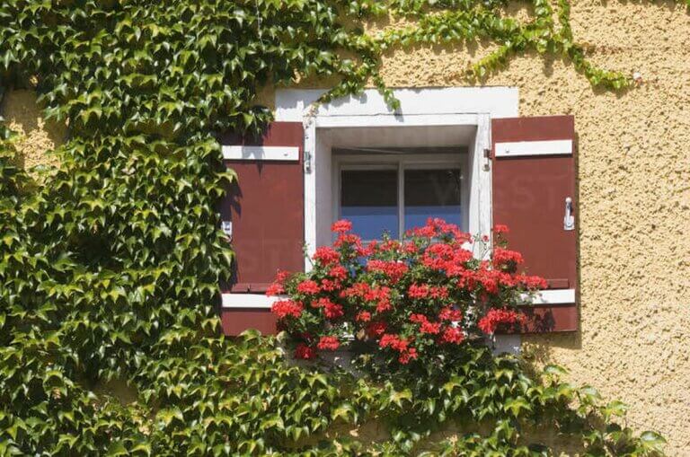 Inconvénients de la vigne vierge : impacts sur les murs de votre maison et conseils d&rsquo;experts