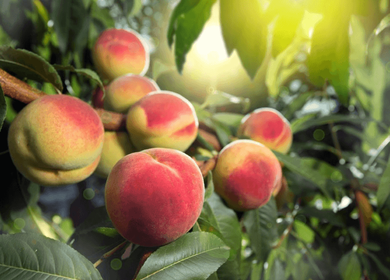Arbres fruitiers dans le Sud de la France : les meilleures variétés à planter dans votre jardin méditerranéen