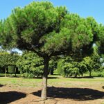pin parasol jardin