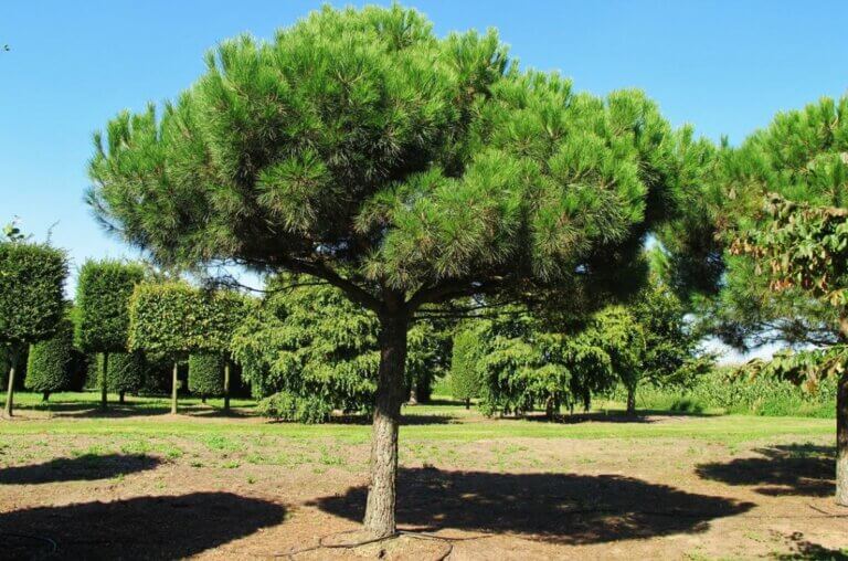 Inconvénients du pin parasol dans votre jardin : ce qu&rsquo;il faut savoir avant de planter