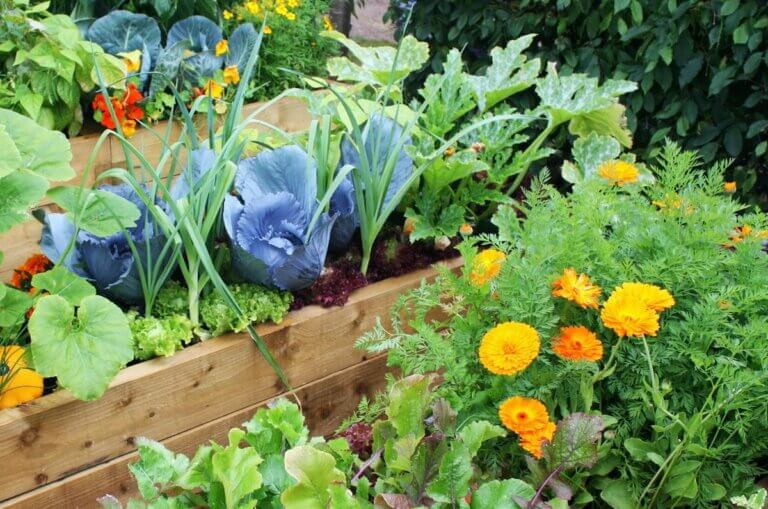 7 fleurs compagnes à associer aux légumes pour un potager flamboyant et productif