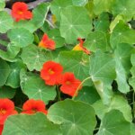 capucines au potager
