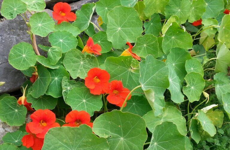 Les atouts des capucines au potager : une plante comestible et fonctionnelle pour votre jardin