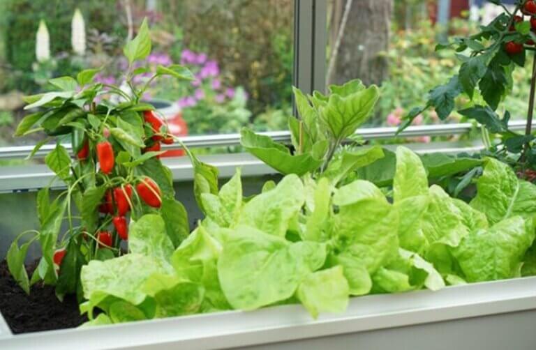 Plantes compagnes des piments : les meilleures associations pour optimiser votre récolte