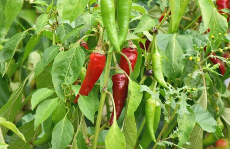 7 secrets pour faire pousser des piments avec succès