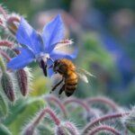 fleurs à planter au printemps pour attirer les abeilles